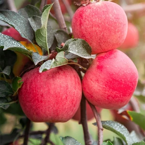 Malus domestica 'Fuji' / 'Fuji' almafa