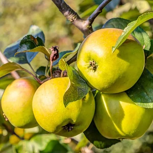 Malus domestica 'Golden Delicious' / 'Golden Delicious' almafa