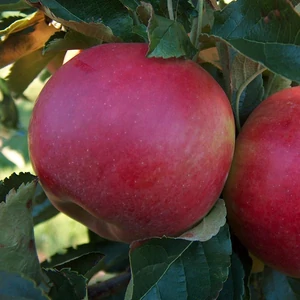 Malus domestica 'Idared' / 'Idared' almafa