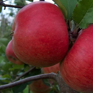 Malus domestica 'Jonathan Csány 1' / 'Jonathan Csány 1' almafa