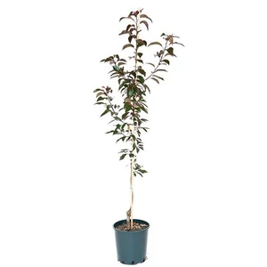 Malus 'Royalty' / Vöröslevelű díszalma