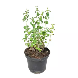 Marrubium vulgare / Pemetefű