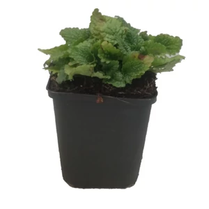 Melissa officinalis / Citromfű