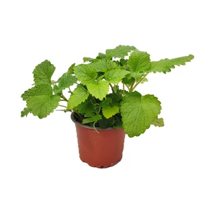 Melissa officinalis / Citromfű