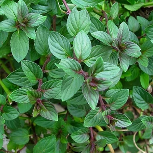 Mentha x piperita f. citrata ‘Chocolate’ / Csokoládé menta