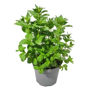 Mentha x piperita / Borsmenta