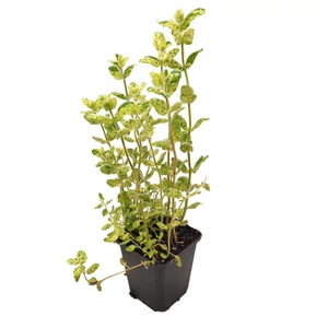 Mentha suaveolens 'Variegata' / Almaillatú menta