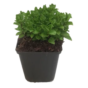 Mentha spicata 'Moroccan' / Marokkói menta