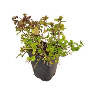 Mentha x piperita f. citrata ‘Chocolate’ / Csokoládé menta