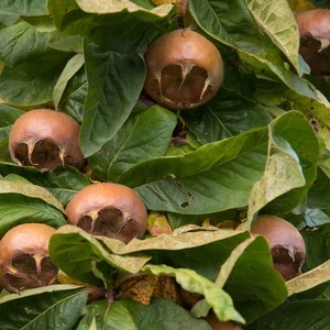 Mespilus germanica 'Nottingham' / 'Nottingham' naspolyafa