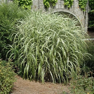 Miscanthus sinensis 'Cabaret' / Kínai virágosnád