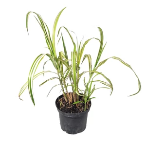 Miscanthus sinensis 'Cabaret' / Kínai virágosnád