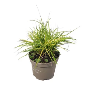 Miscanthus sinensis 'Cute One' / Kínai virágosnád