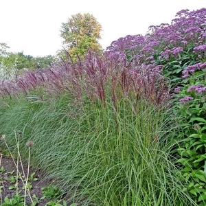 Miscanthus sinensis 'Flamingo' / Kínai virágosnád