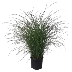 Miscanthus sinensis 'Gracillimus' / Japánfű
