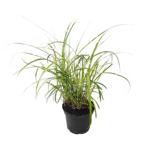 Miscanthus sinensis 'Little Zebra' / Törpe zebrafű
