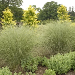 Miscanthus sinensis 'Morning Light' / Kínai virágosnád