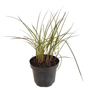 Miscanthus sinensis 'Yakushima Dwarf' / Kínai virágosnád