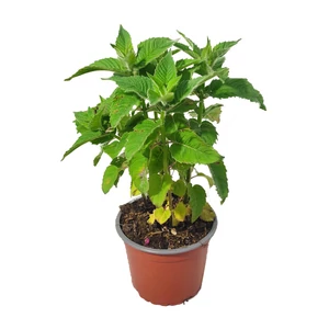 Monarda didyma 'Pocahontas Pink' / Méhbalzsam