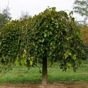 Morus alba 'Pendula' / Csüngő eperfa