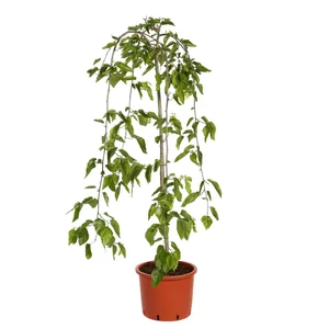 Morus alba 'Pendula' / Csüngő eperfa
