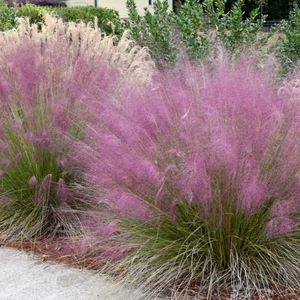 Muhlenbergia capillaris / Vattacukorfű