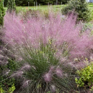 Muhlenbergia reverchonii / Vattacukorfű