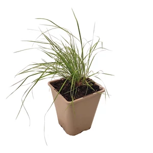 Muhlenbergia reverchonii / Vattacukorfű