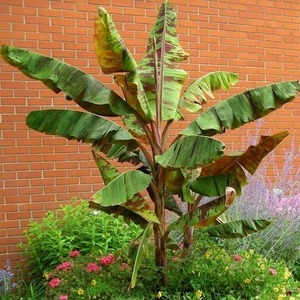 Musa sikkimensis 'Red Tiger' / Télálló csíkos levelű banán