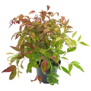 Nandina domestica 'Firepower' / Törpe japán szentfa