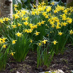 Narcissus 'February Gold' / Nárcisz virághagyma