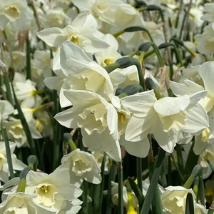 Narcissus 'Pueblo' / Nárcisz virághagyma