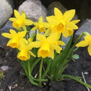 Narcissus 'Tete a tete' / Törpe nárcisz virághagyma