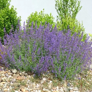 Nepeta faassenii 'Six Hills Giant' / Macskamenta
