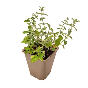 Nepeta faassenii 'Six Hill Giant' / Macskamenta