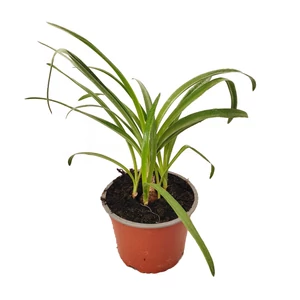 Nerine bowdenii / Csillogó pirosliliom