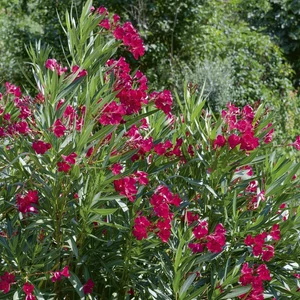 Nerium oleander 'Emile Sahut' / Sötétbordó virágú leander