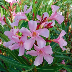 Nerium oleander 'Emilie' / Rózsaszín virágú leander