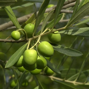 Olea europea / Olajfa