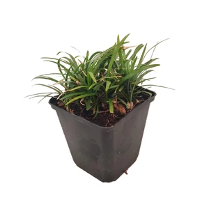 Ophiopogon japonicus 'Minor' / Japán kígyószakáll