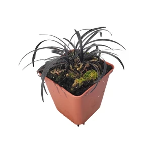 Ophiopogon planiscapus 'Niger' / Fekete kígyószakáll