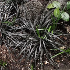 Ophiopogon planiscapus 'Niger' / Fekete kígyószakáll