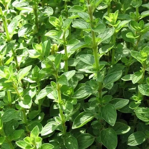 Origanum majorana / Majoranna