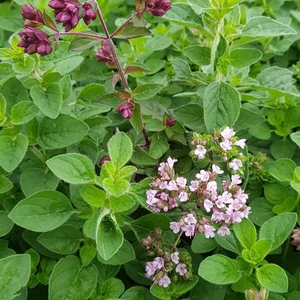 Origanum vulgare / Oregánó