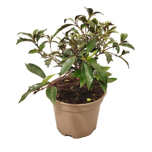 Osmanthus heterophyllus 'Purpureus' / Bronzlevelű illatcserje