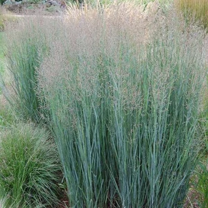 Panicum virgatum 'Heavy Metal' / Vesszős köles