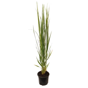 Panicum virgatum 'Northwind' / Vesszős köles