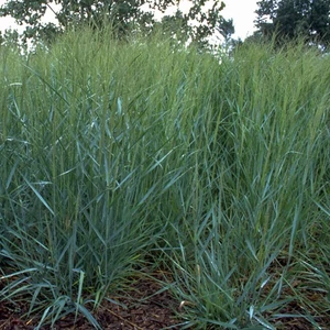 Panicum virgatum 'Prairie Sky' / Vesszős köles