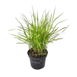 Panicum virgatum 'Sangria' / Vesszős köles