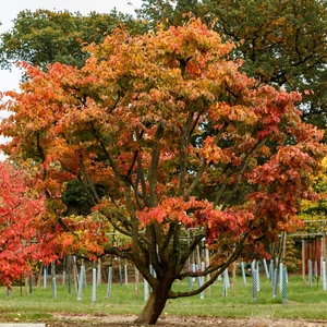 Parrotia persica / Perzsa varázsfa